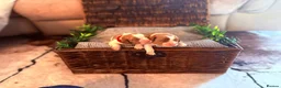 Cavalier King Charles Spaniel dogs for sale: HEALTH TESTED CLEAR cavalier puppies  - Advert 13