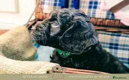 Cockapoo dogs for sale: 5 males, 7 week old Cockerpoo for sale  - Image 13