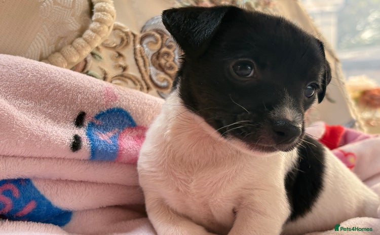 Jack Russell dogs - Advert 4