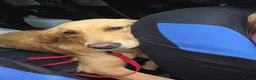 Golden Retriever dogs for sale: Golden retriver female  - Advert 7