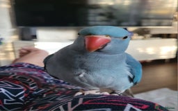 Ringnecks birds for sale: Gorgeous Ringneck - Advert 3