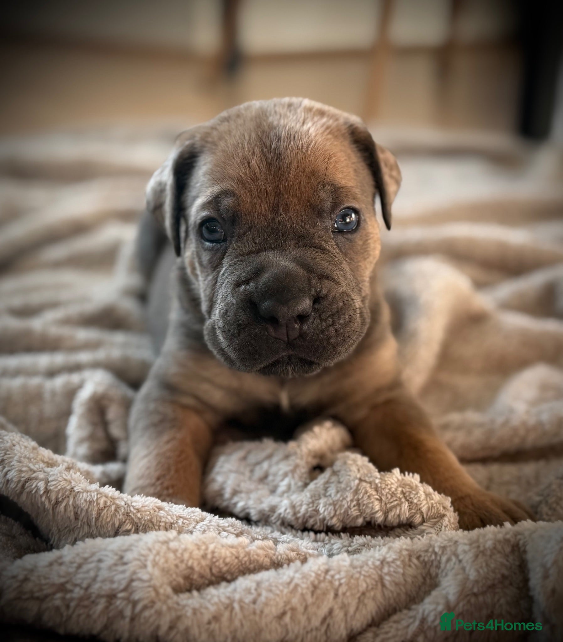 Cane Corso dogs 🐾 Balestra Magica Corso – Litter “K” 🐾 - Advert 1