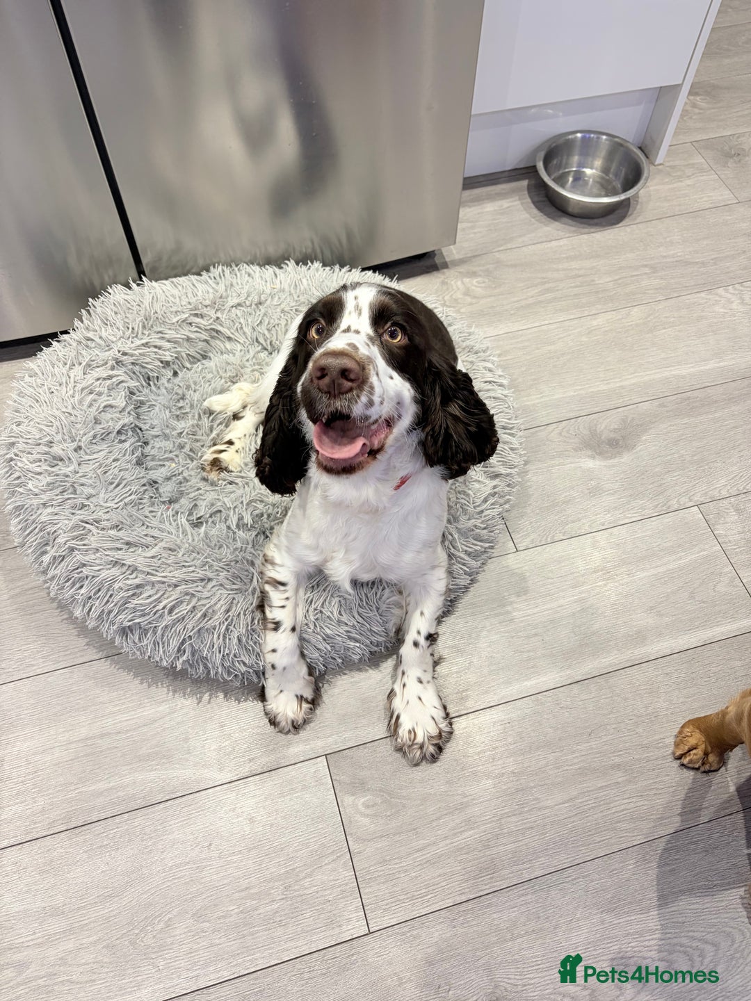 Cocker Spaniel dogs for stud: Working Cocker Spaniel STUD - Advert 5