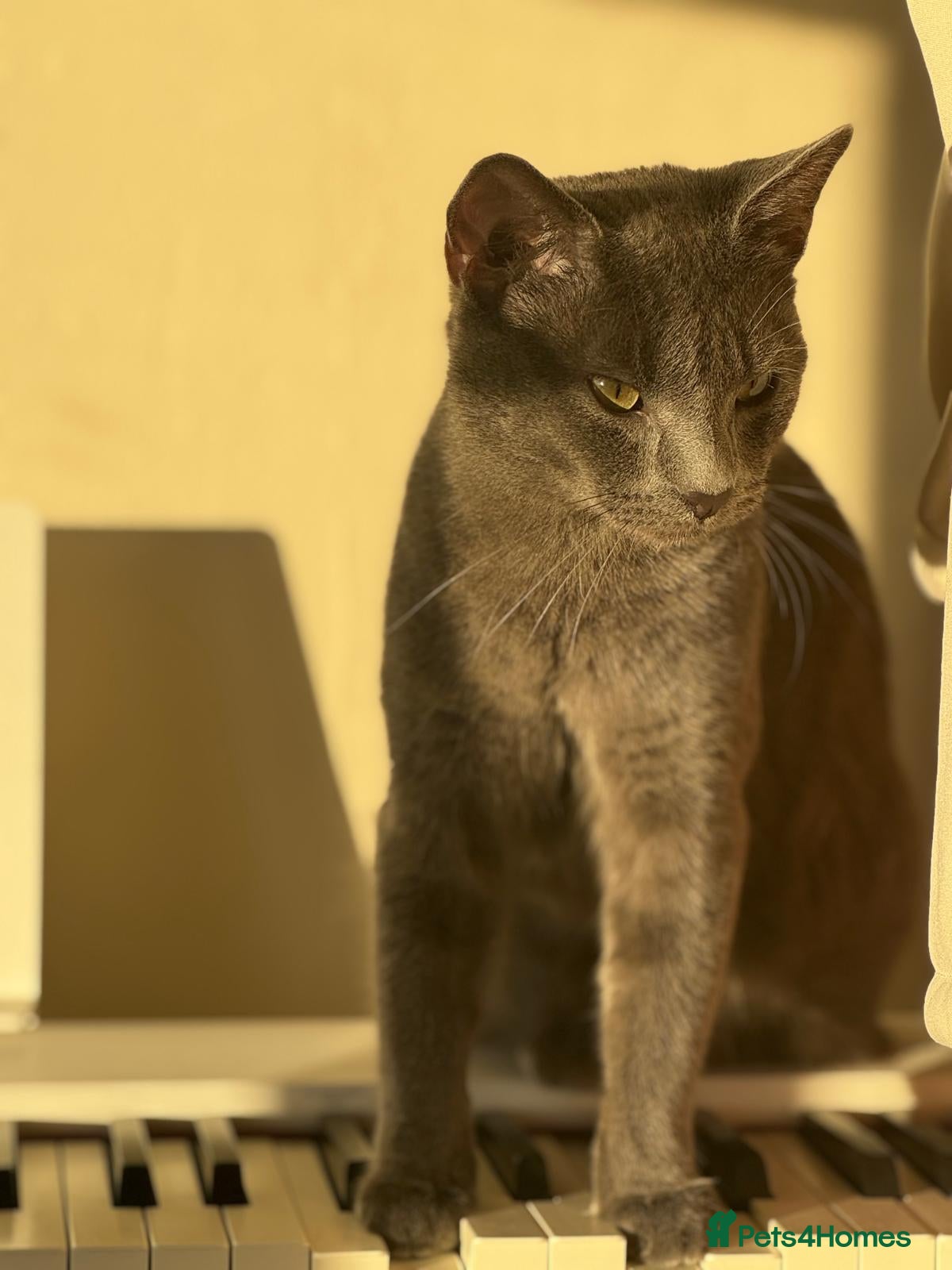 Mixed Breed cats 2 cats 1 male and 1 female  - Advert 1