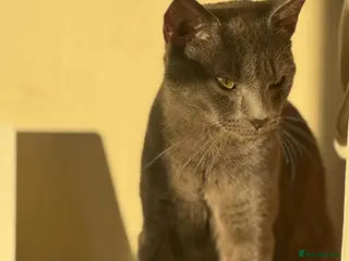 Mixed Breed cats 2 cats 1 male and 1 female - Advert 1