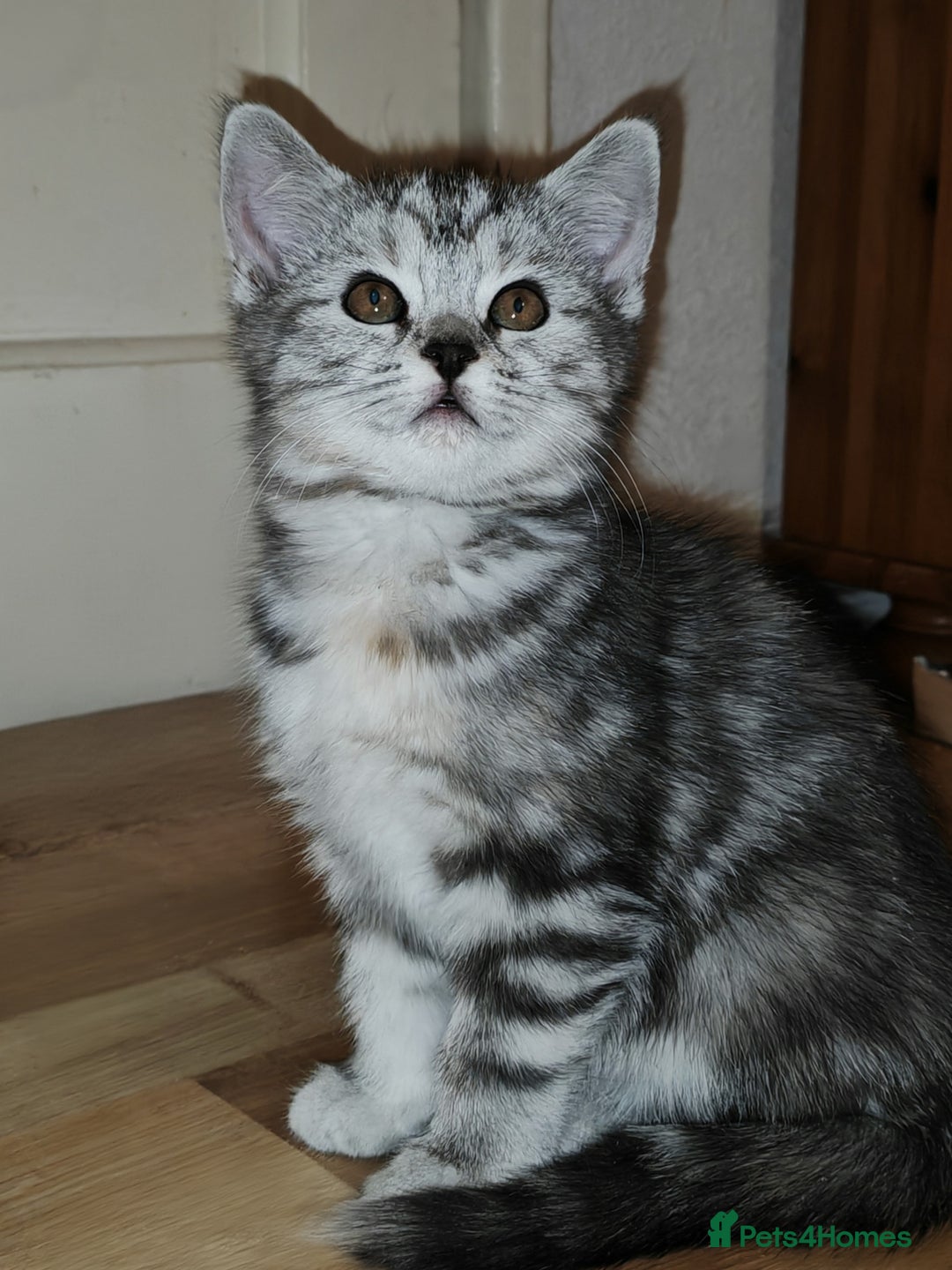 Mixed Breed cats for sale: British Shorthair Mix kittens - Ready Now - Advert 13