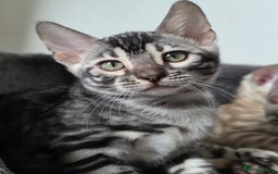 Bengal cats for sale: Gorgeous Silver and Charcoal Bengals  - Image 10