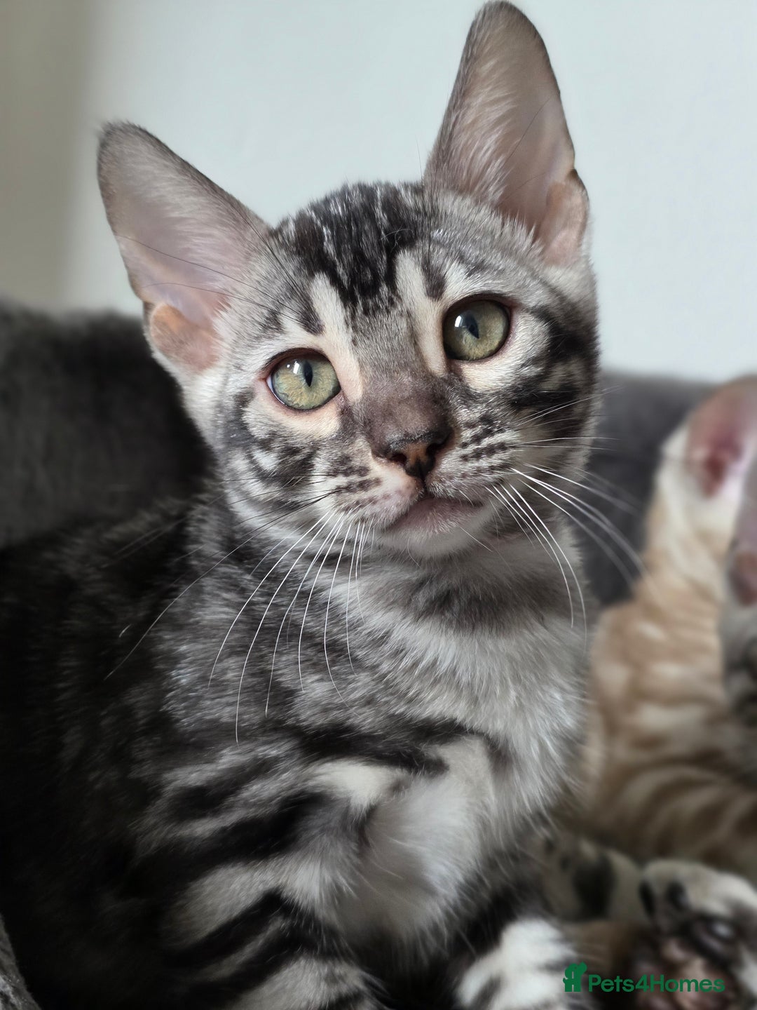 Bengal cats for sale: Gorgeous Silver and Charcoal Bengals  - Image 10