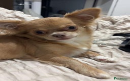 Chihuahua dogs for sale: Rare Long haired Chihuahua.  - Image 3