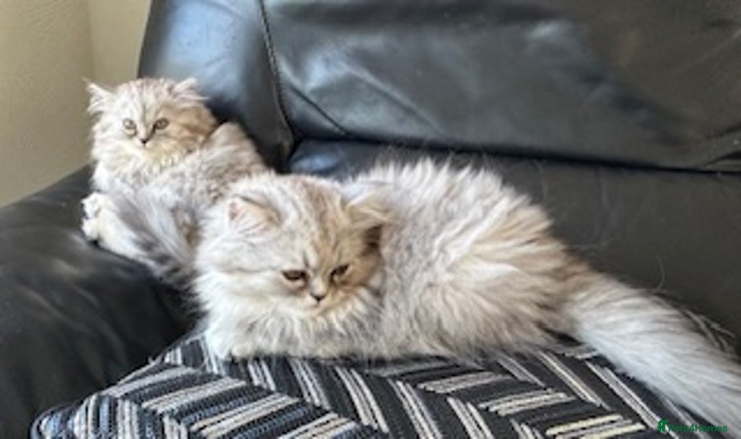 Persian cats for sale: Two multicoloured Persian females - Image 12