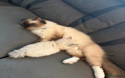 Ragdoll cats for sale: Female ragdoll  - Image 4