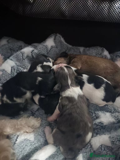 Gallery Image {{count}}