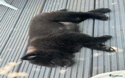 Chow Chow dogs for sale: Female Chow Kiki - Advert 3