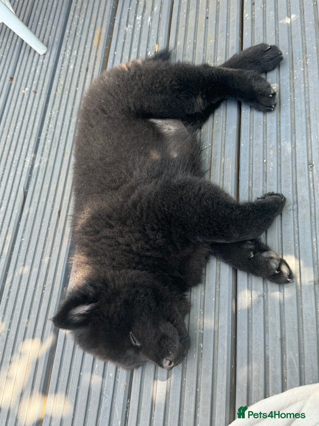 Chow Chow dogs for sale: Female Chow Kiki - Advert 3