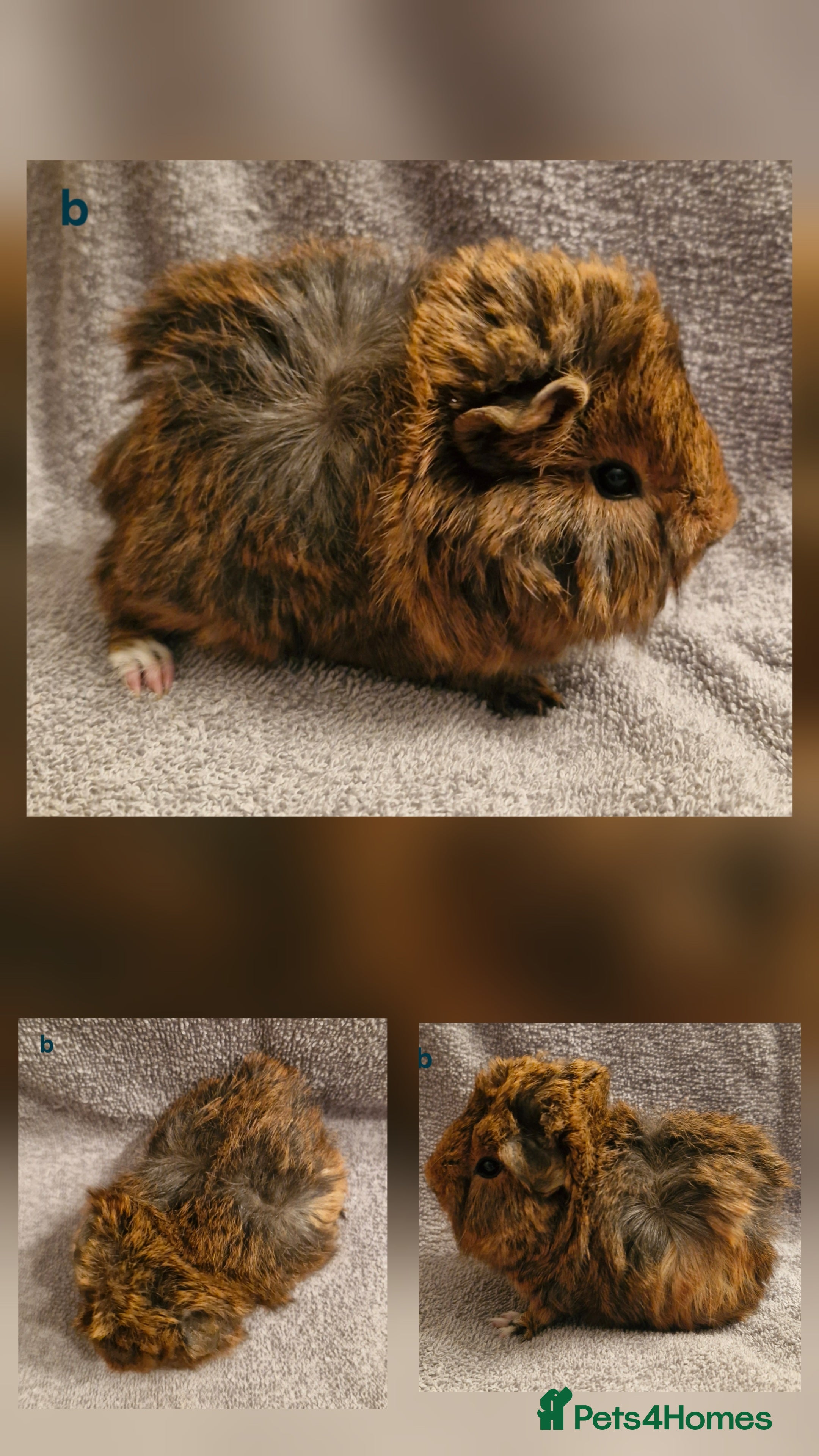 Guinea Pig rodents 2 sow's & 1 boar baby guinea pigs - Advert 1