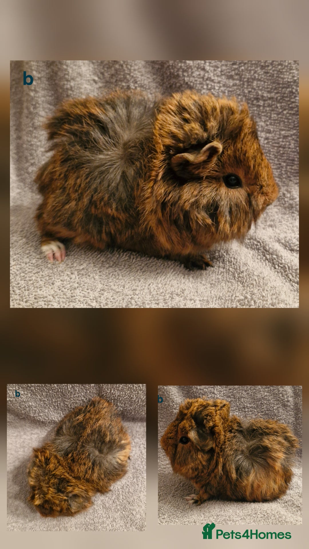 Guinea Pig rodents for sale: 2 sow's & 1 boar baby guinea pigs - Advert 1