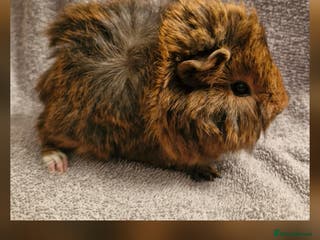 Guinea Pig rodents 1 baby boar guinea pig - Advert 5