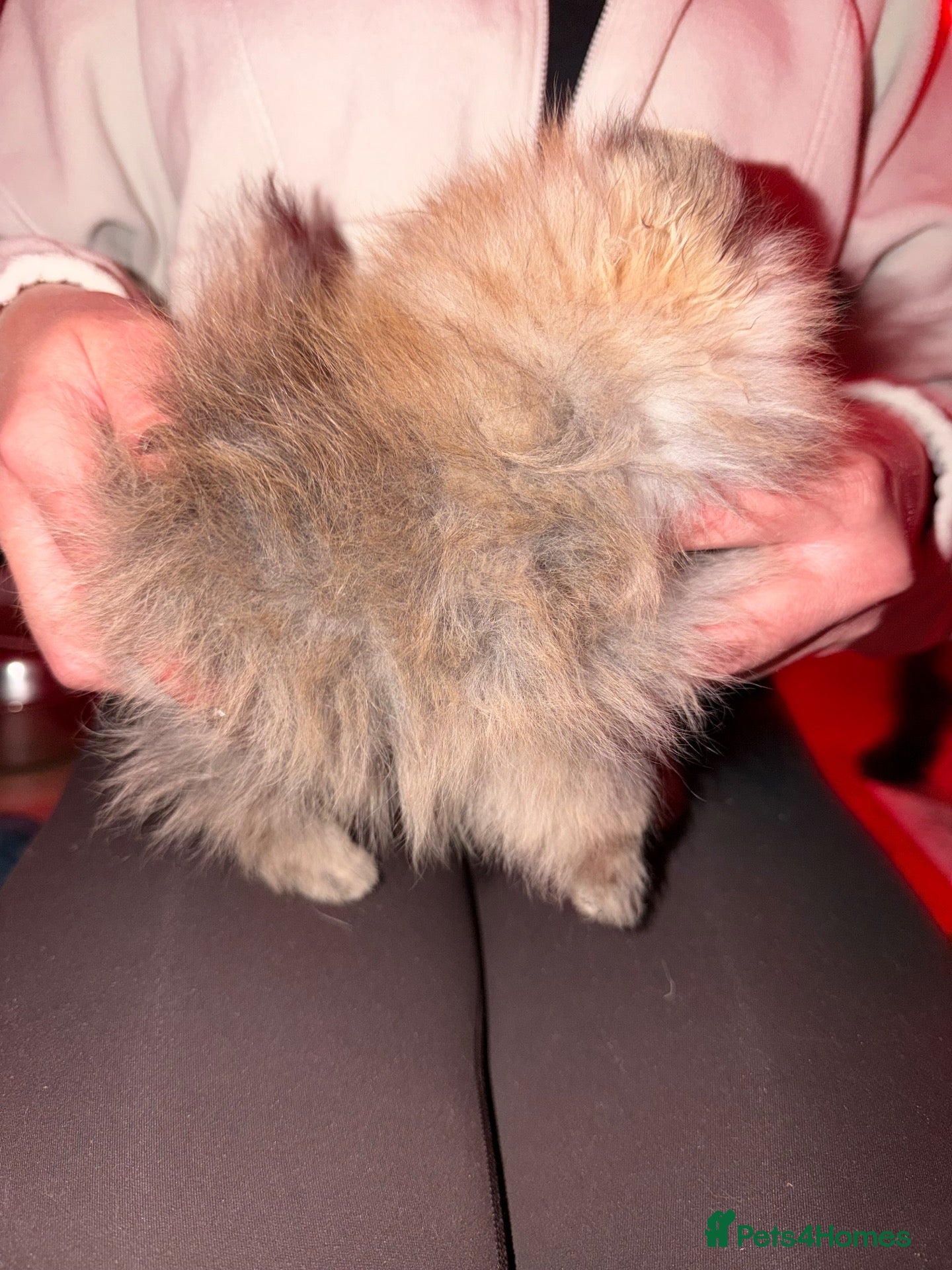 Pomeranian dogs for sale: Micro size teddy  face  - Advert 2
