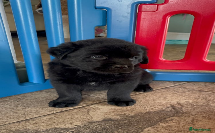 Mixed Breed dogs - Advert 5