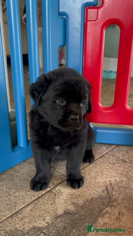 Mixed Breed dogs - Advert 1