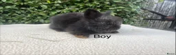 Mini Lop rabbits for sale: Mini Lops and mini double manned lionhead  - Advert 4