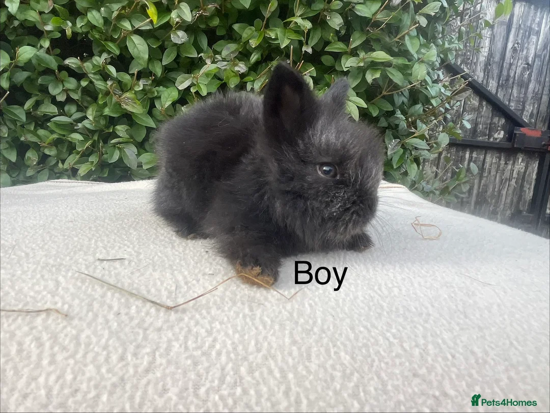 Mini Lop rabbits for sale: Mini Lops and mini double manned lionhead  - Advert 4