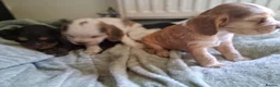 Cocker Spaniel dogs for sale: Beautiful KC Reg Show-Cocker Spaniel puppies  in Doncaster - Advert 33
