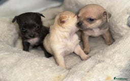 Chug dogs for sale: 6 beautiful chug puppies for sale ❤️ - Image 4