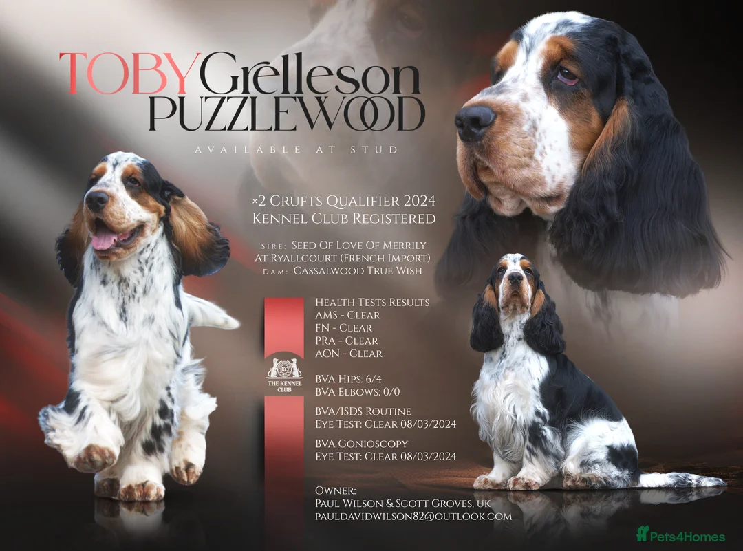 Cocker Spaniel dogs for stud: Show Cocker, Blue Roan and Tan (Stud Service Only) in Doncaster - Advert 1