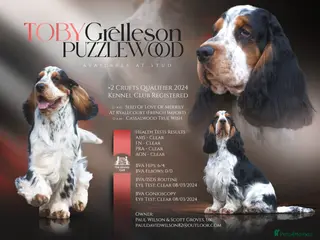 Cocker Spaniel dogs Show Cocker, Blue Roan and Tan (Stud Service Only) in Doncaster - Advert 4