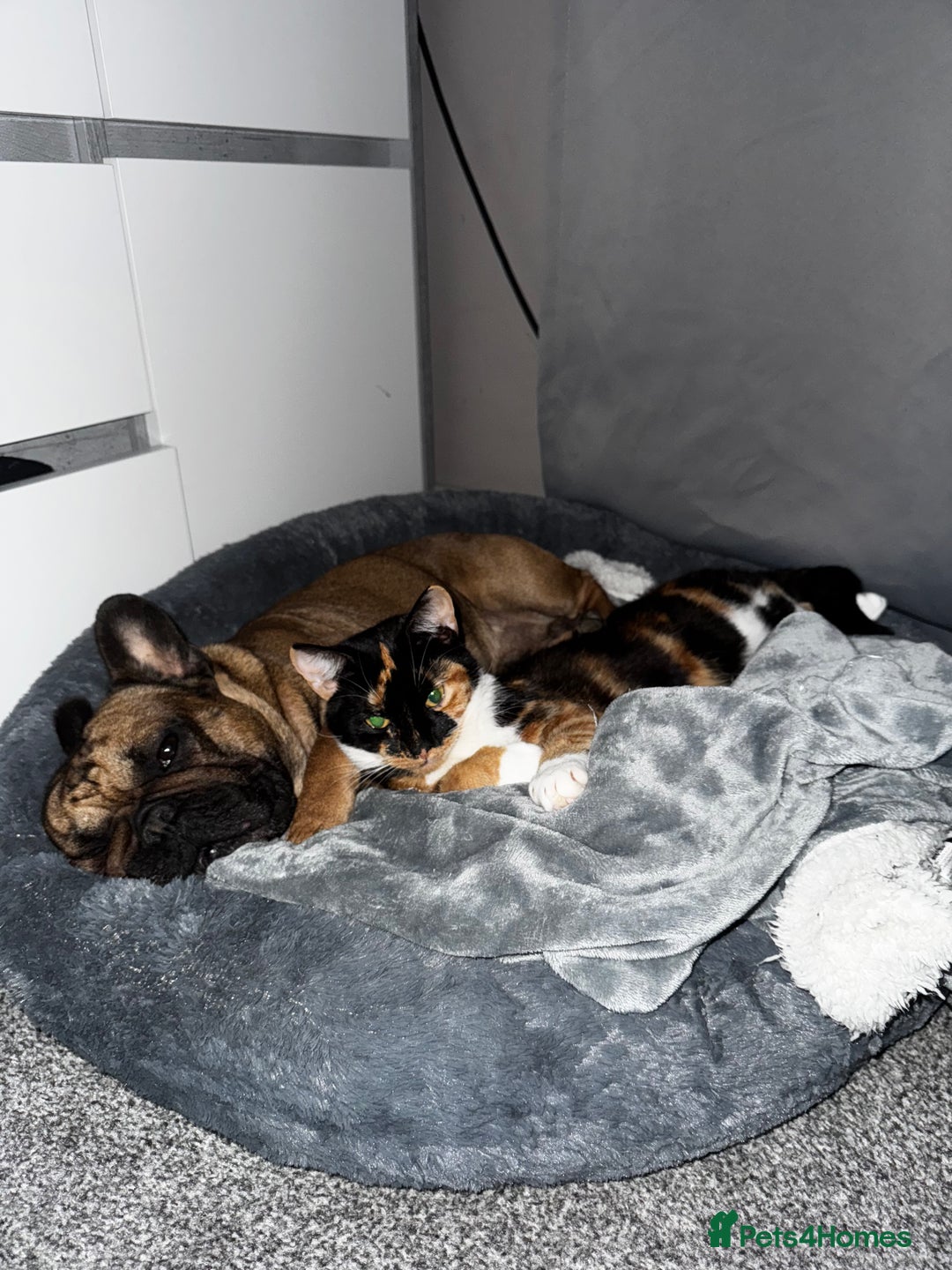 French Bulldog dogs for sale: French bulldog - Image 7