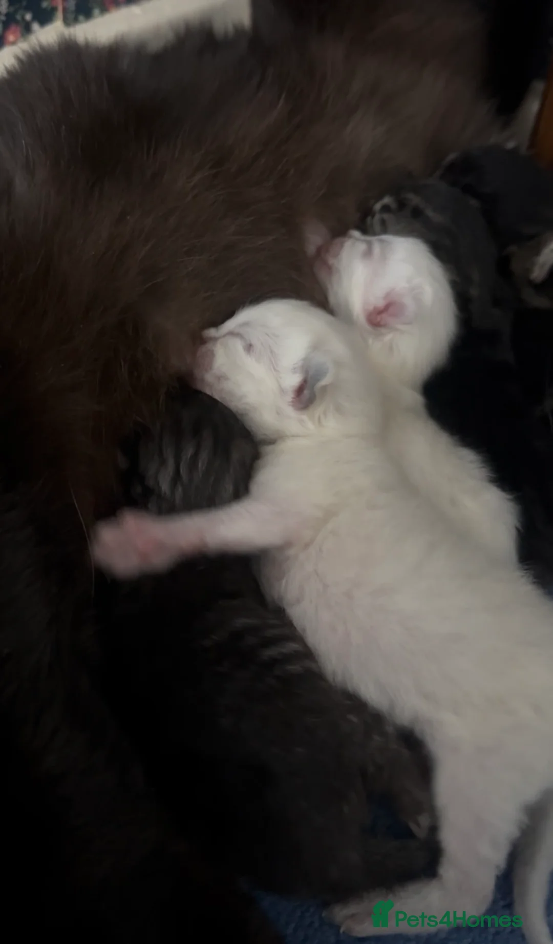 Perdoll cats for sale: PERDOLL (PERSIAN-RAGDOLL) KITTENS - Advert 2