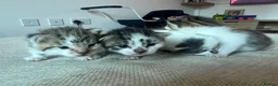 Mixed Breed cats for sale: 4 kittens  - Advert 32