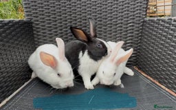 Mixed Breed rabbits for sale: 7 baby bunnies ready for new homes - Image 2