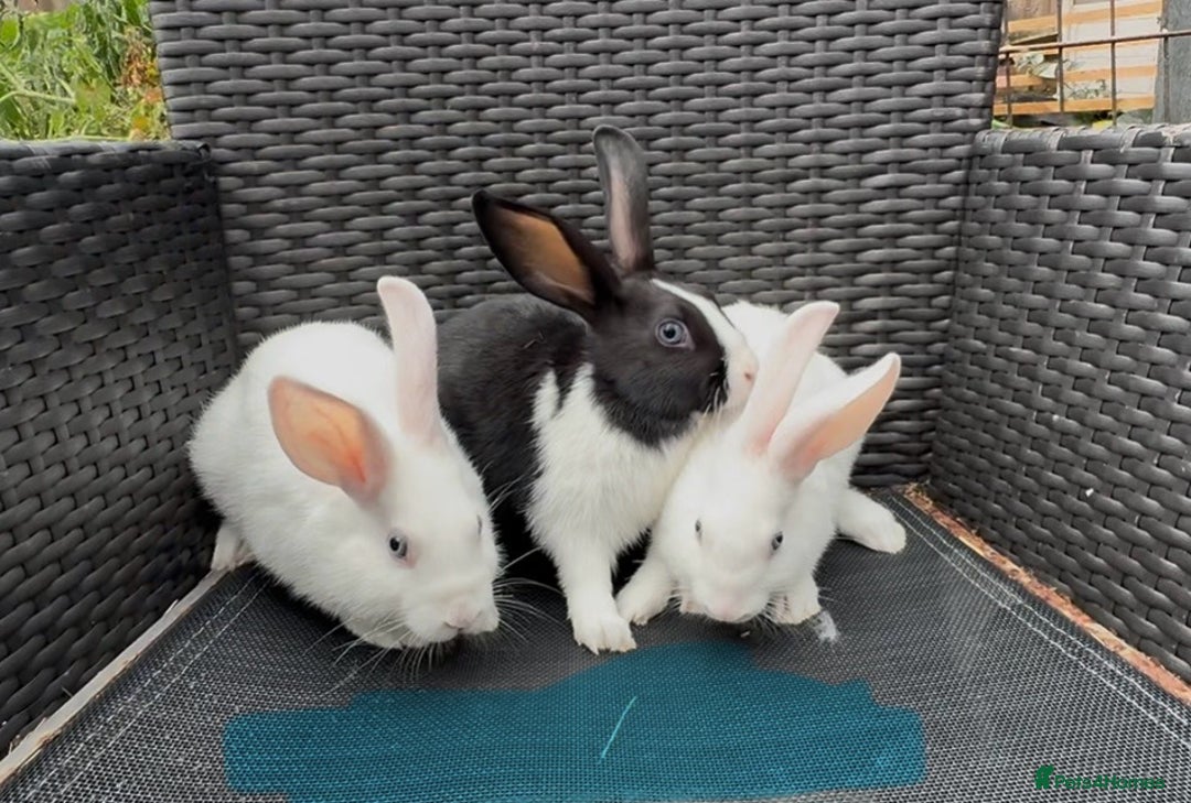 Mixed Breed rabbits for sale: 7 baby bunnies ready for new homes - Image 2