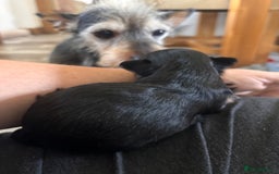 Mixed Breed dogs for sale: Jackawawa - Image 38