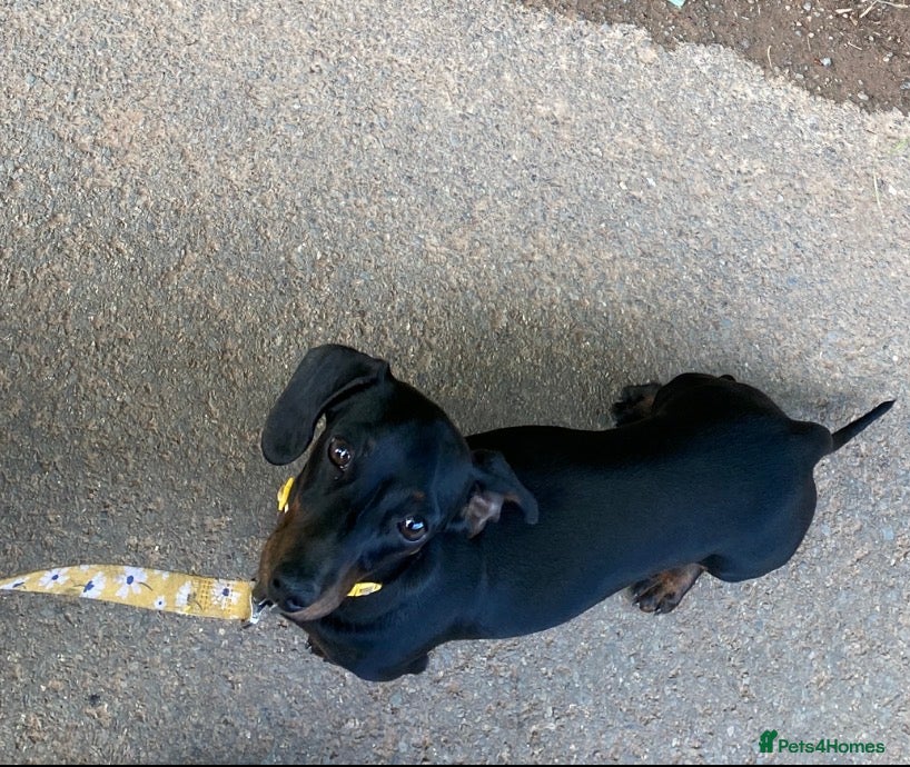 Miniature Dachshund dogs Miniature Smooth Haired Dachshund Female Puppy - Advert 1