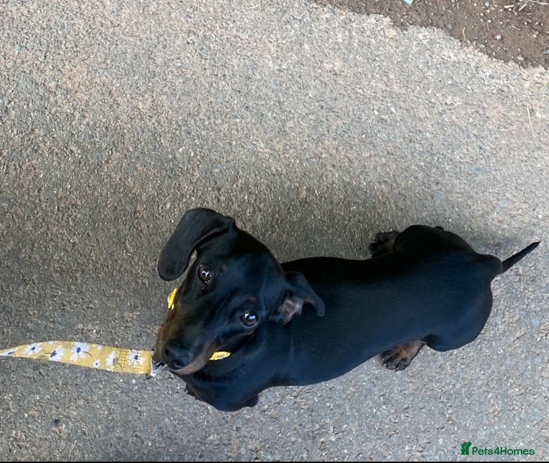 Miniature Dachshund dogs for sale: Miniature Smooth Haired Dachshund Female Puppy - Advert 1