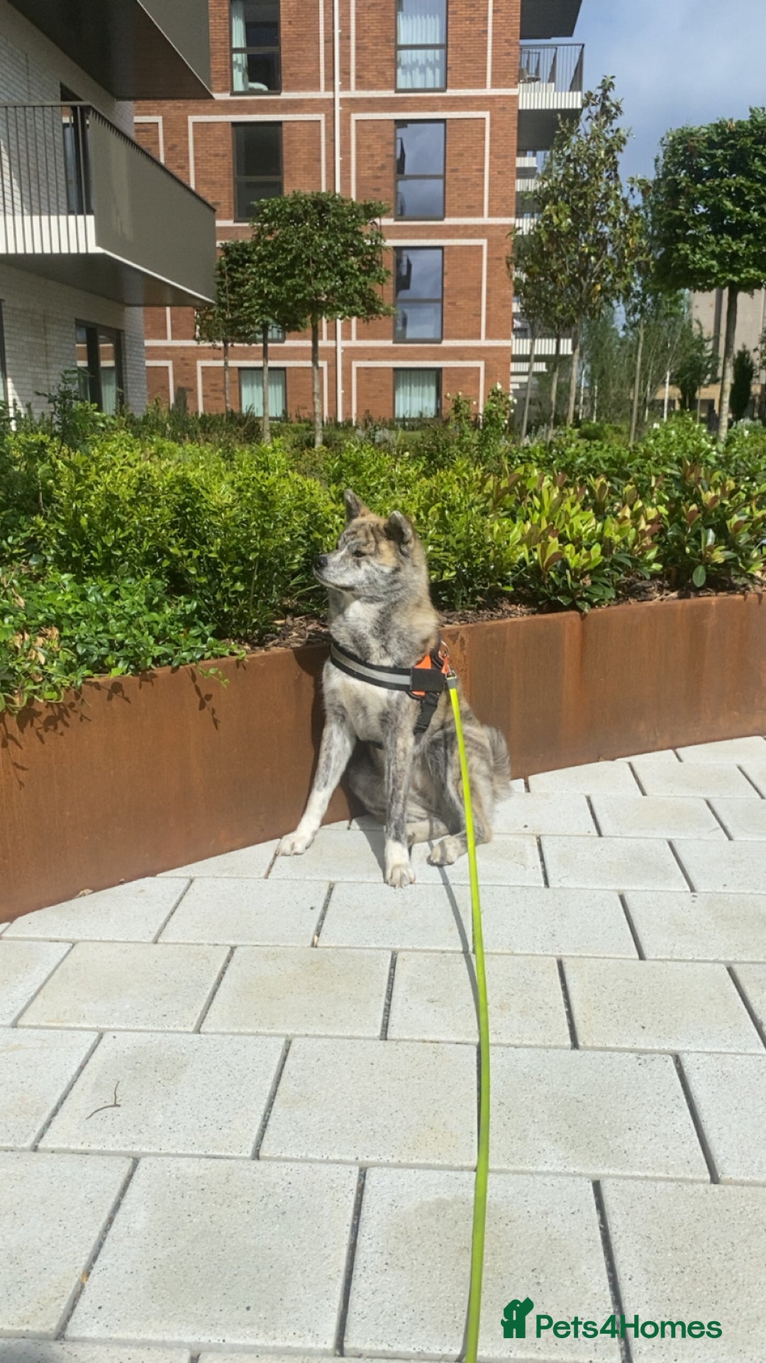 Japanese Akita Inu dogs for sale: Beautiful brindle Japanese Akita  - Image 8
