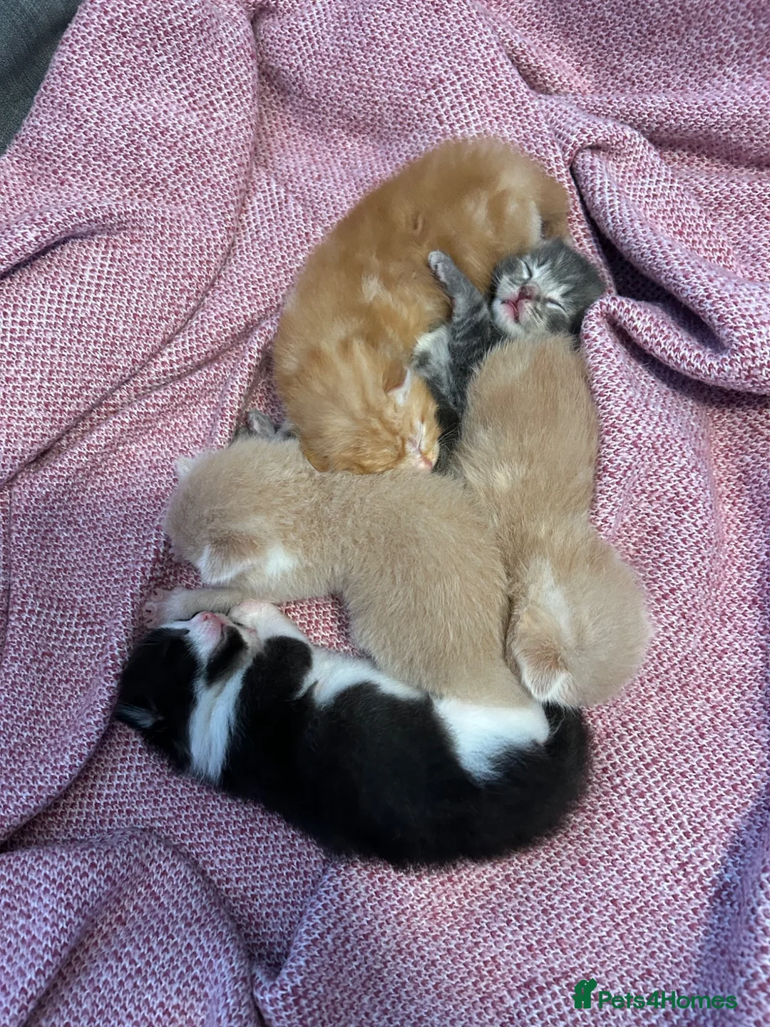 Mixed Breed cats for sale: 🚨2 BOYS LEFT NEEDING HOMES🚨 - Advert 18