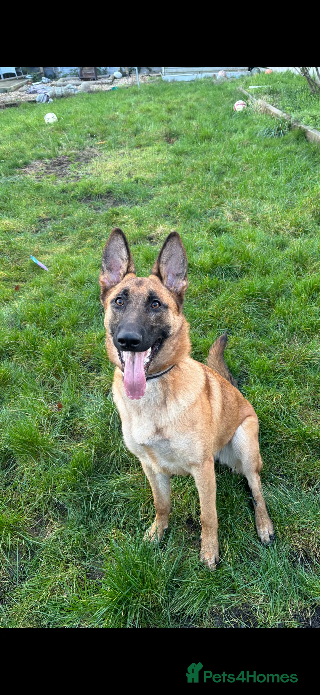 Belgian Shepherd Dog dogs for sale: Female Belgian Malinois 8 months old - Advert 3