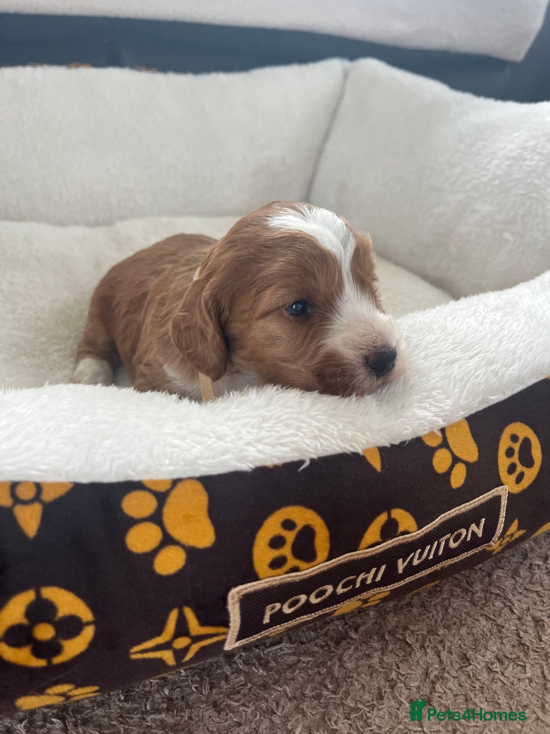 Cockapoo dogs for sale: Gorgeous cockapoo puppies for sale - Advert 10