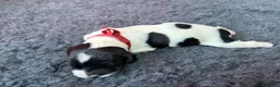 English Springer Spaniel dogs for sale: KC Reg - L&W B&W *Docked&Vetted* 7 Dogs available  - Advert 4