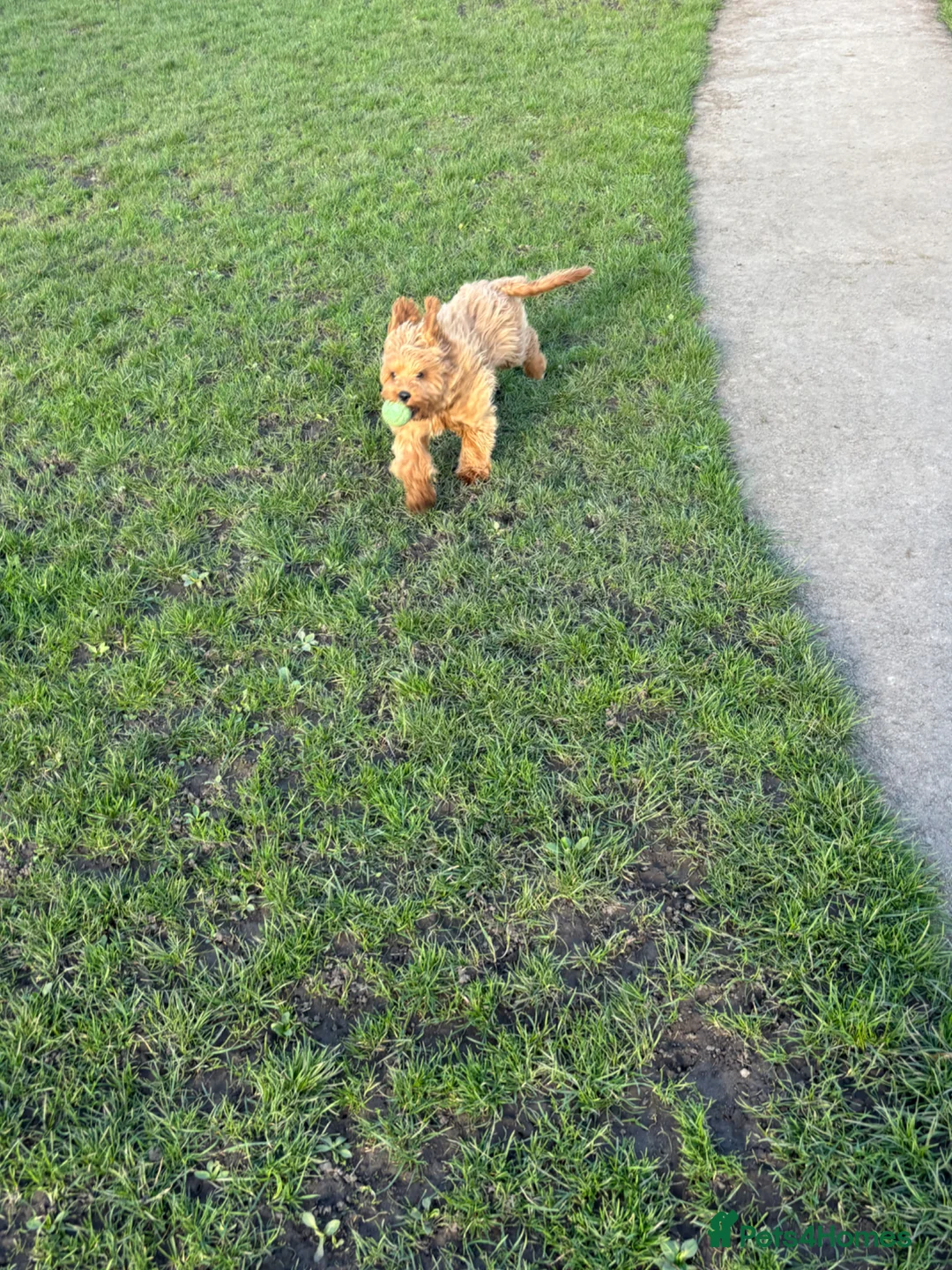 Cavapoo dogs for sale: Cavapoo solid Red  in Birmingham - Advert 4