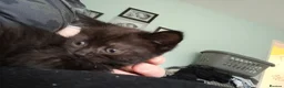 Mixed Breed cats for sale: Mix breed kittens - Advert 6
