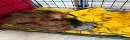 Mixed Breed dogs for sale: 3 gorgeous little babies looking for forever sofas - Advert 29