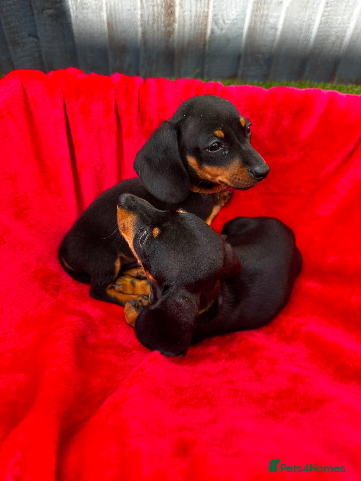 Dachshund dogs Dachshund  - Advert 2