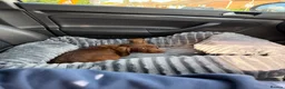 Miniature Dachshund dogs for sale: 10 week old miniature Dachshund  - Advert 4