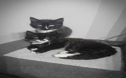 Mixed Breed cats for sale: Adorable 4 Kittens for Sale! - Image 6