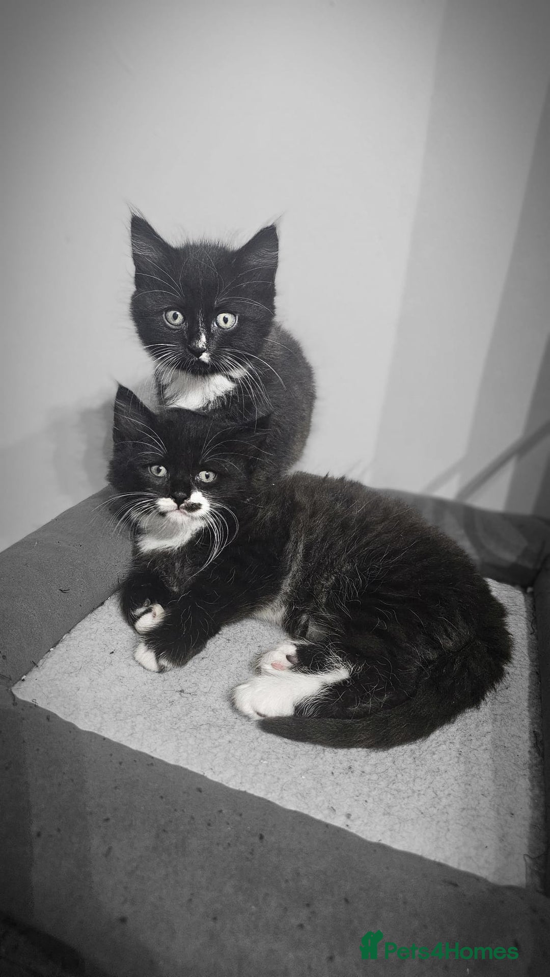 Mixed Breed cats for sale: Adorable 4 Kittens for Sale! - Image 6